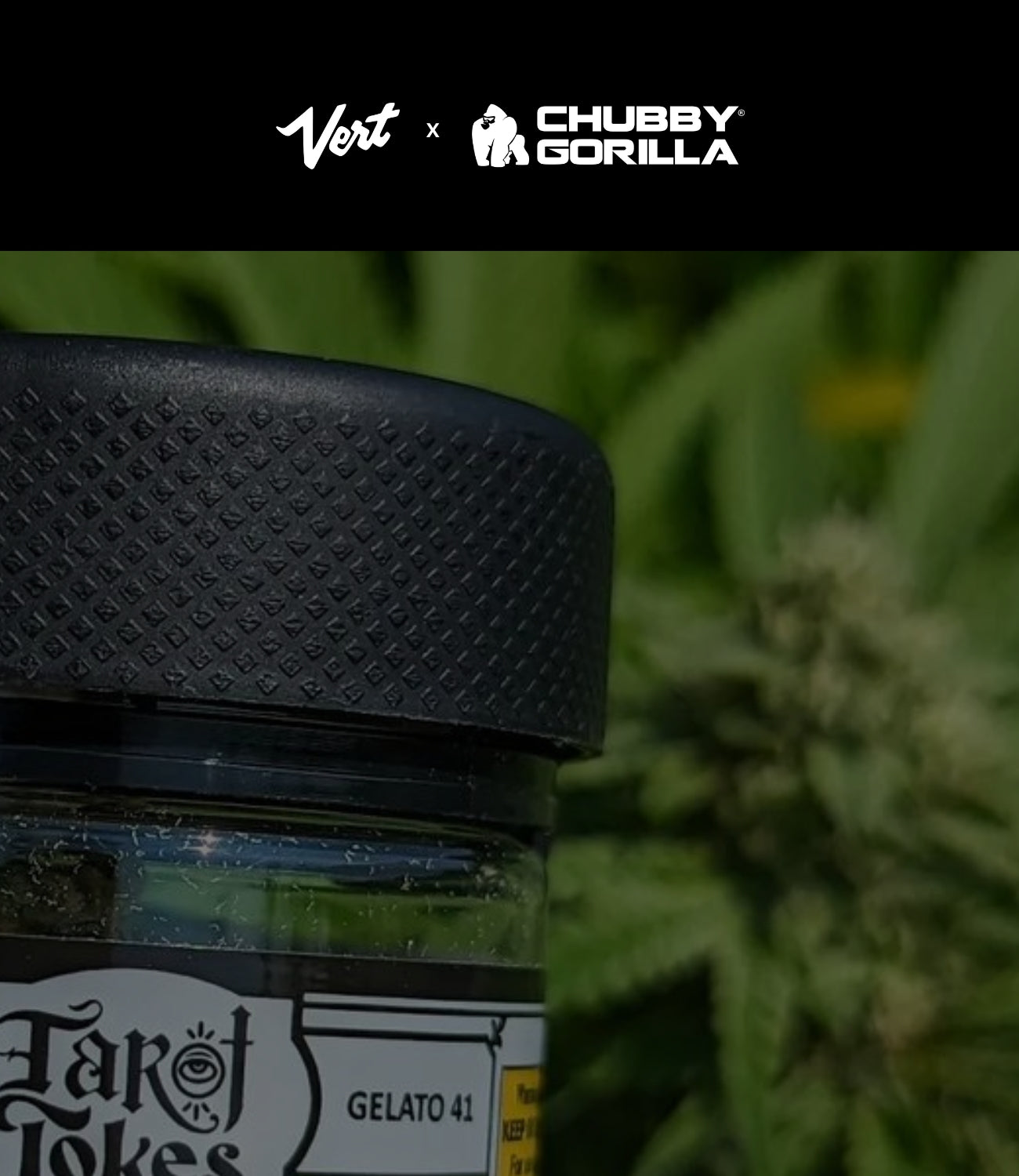 A close up shot of a Tarot Tokes branded Chubby Gorilla flower jar with transparent black overlay and a black banner on the top perimeter that says Vert x Chubby Gorilla